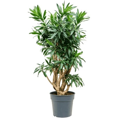 Pleomele (Dracaena) Reflexa Branched 30x90 cm