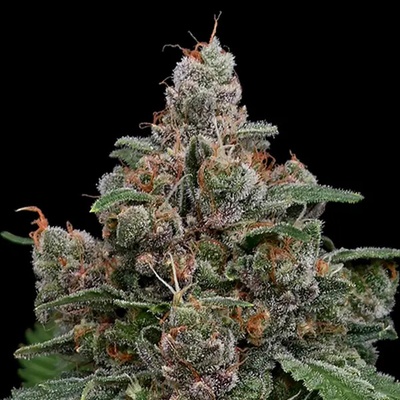 Anesia Seeds Sun of a Peach semienka neobsahujú THC 10 ks