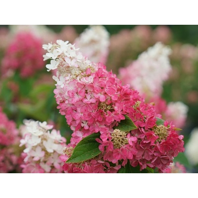 Hortenzia metlinatá Pinky Winky, výška 20-40 cm, kvetináč 2 l