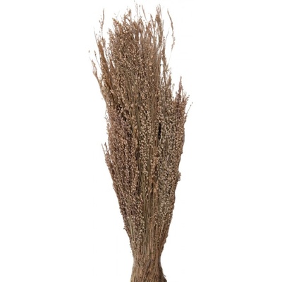 Sušené květy béžové 55 cm (100 gr) – 60 cm