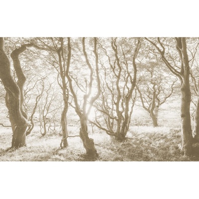 Komar Vliesová fototapeta Bleached Birch 400 x 250 cm