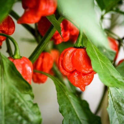 Chilli Trinidad Scorpion Moruga - Capsicum chinense - semena - 5 ks