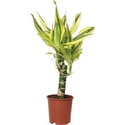 Dračinec FloraSelf Dracaena fragrans 'Yellow Coast' 40-50 cm květináč Ø 11 cm