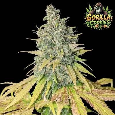 Ganja Farmer Gorilla Cookies semienka neobsahujú THC 5 ks