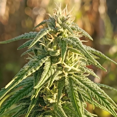 Ace Seeds Himalaya Snow regular semienka neobsahujú THC 10 ks