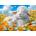 Castorland - Puzzle Sweet Dreams - 40 - 99 piese