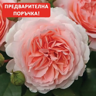 Kordes® Роза Marchenzauber® - Kordes®