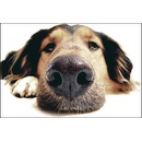 My Dog