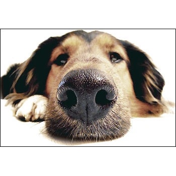 My Dog