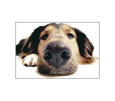 My Dog