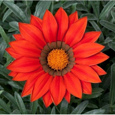 Gazánia Frosty Kiss Red F1 - Gazania rigens - semená gazánie - 12 ks
