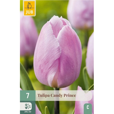JUB Tulipán Candy Prince