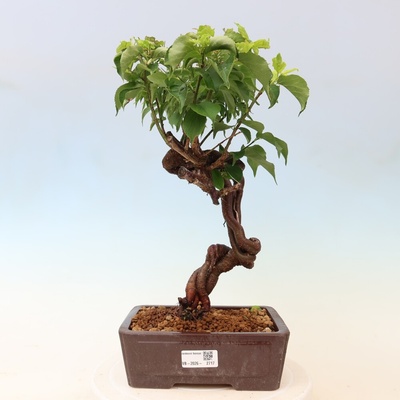 e-bonsai Venkovní bonsai -Japonská meruňka - Prunus Mume