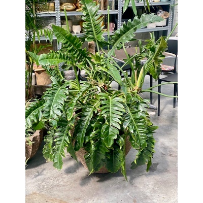 Philodendron narrow Bush Pots. 32 cm v.120 cm