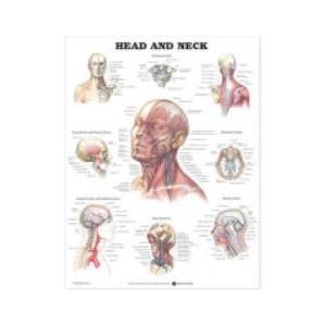 Head and Neck Anatomical Chart | Anatomical Chart Company (ISBN: 9781587791482)
