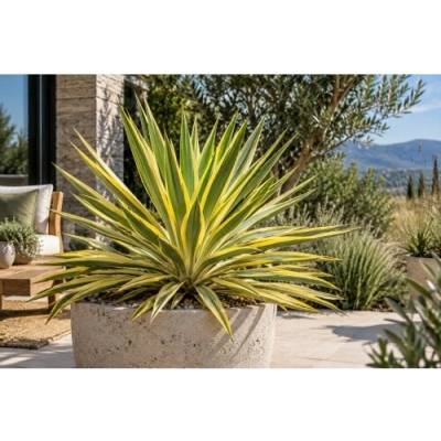 Juka nádherná (Yucca gloriosa) ´CITRUS TWIST´® - výška 10 cm ⌀15-25 cm, kont. C2L (-20°C)