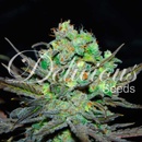 Delicious Seeds Eleven Roses semena neobsahují THC 5 ks