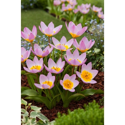 Tulipán 'Bakeri lilac wonder' 5 ks – Zboží Dáma