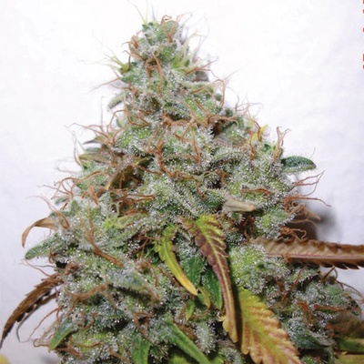 Paradise Seeds White Berry semena neobsahují THC 5 ks