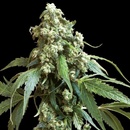 Sensi Seeds Jack Flash regular semena neobsahují THC 10 ks