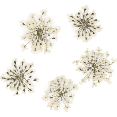 Starnails Sušené kvety na nechty White 5 ks