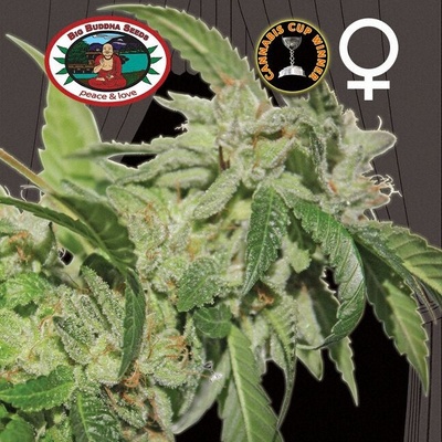 Big Buddha Seeds Buddha Tahoe OG semienka neobsahujú THC 10 ks