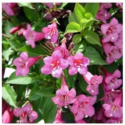 Weigela florida 'Rumba' 20-30 C2L