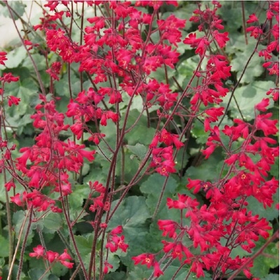 Dlužicha Coral Forest - Heuchera - semena dlužichy - 20 ks