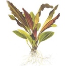 Echinodorus Rosé