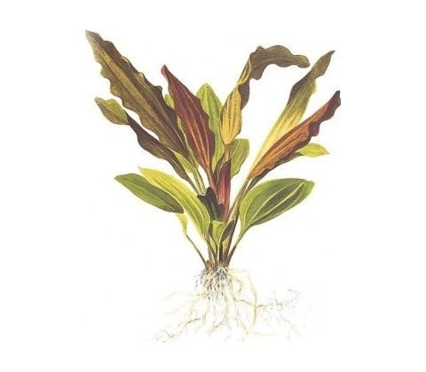 Echinodorus Rosé