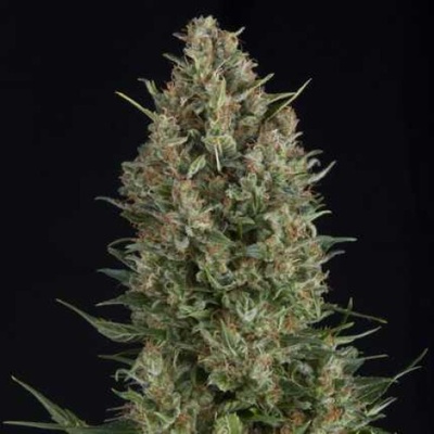 Pyramid Seeds Wembley semienka neobsahujú THC 50 ks