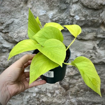 Epipremnum Golden
