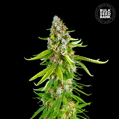 Bulk Seed Bank Grande Crack semienka neobsahujú THC 100 ks