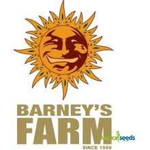 Barney's Farm ShiskaBerry semena neobsahují THC 10 ks