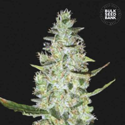 Bulk Seed Bank AUTO Special Skunk semena neobsahují THC 10 ks