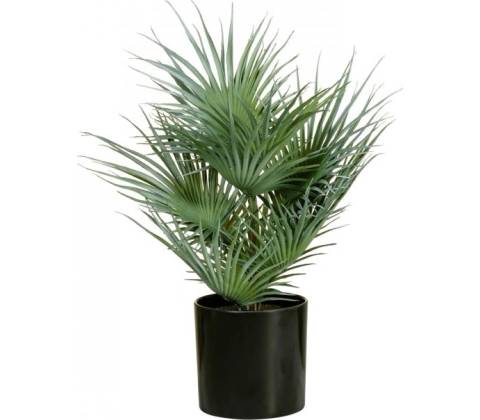 Fan palma, 55cm