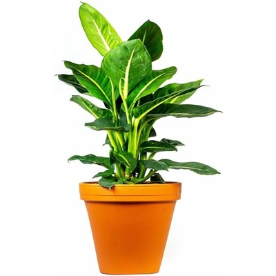 Gardners Dieffenbachia Green Magic, průměr 17 cm Difenbachie, mramornatka
