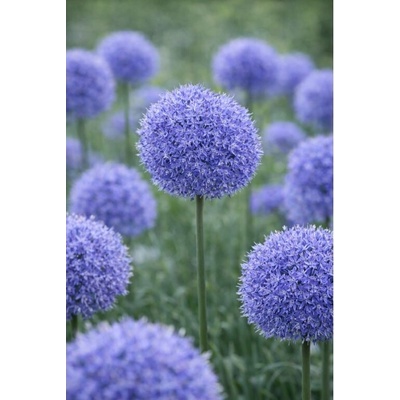 Okrasný cesnak 'Caeruleum Azureum' 10 ks