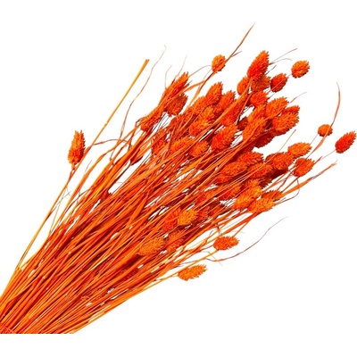 Sušená tráva Phalaris - Chrastica 100g - bielená oranžová