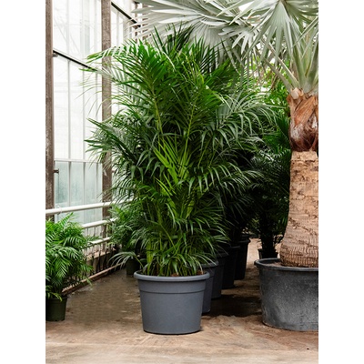 Kentia (Howea) forsteriana tuft extra 20/25pp 78x300 cm