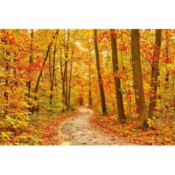 DIMEX ART s. r. o Флизелинов фототапет пътека в есенната гора 375 x 250 см