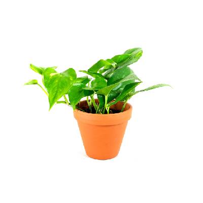 Gardners Epipremnum aureum, průměr 14-15 cm Šplhavník, Šplhavnice zlatá