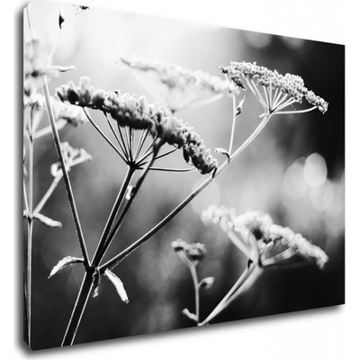 Impresi Obraz Čiernobiela lúčna kvetina - 70 x 50 cm