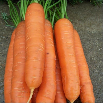 Mrkev pozdní Cidera - Daucus carota - semena mrkve - 800 ks