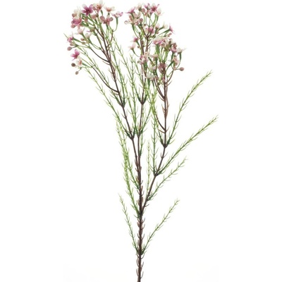 Opuč - Chamelaucium červená V78 cm