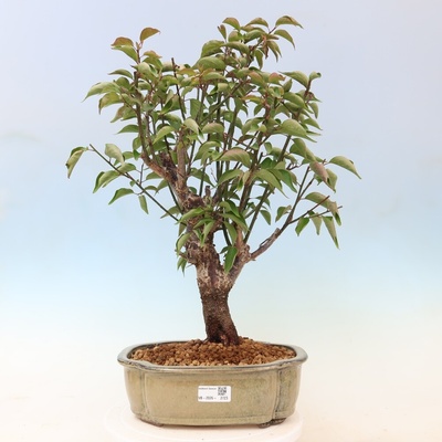 e-bonsai Venkovní bonsai -Japonská meruňka - Prunus Mume
