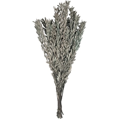 Pubescens Sage green - světle zelená