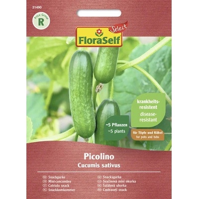 Okurka Picolino F1 Kiepenkerl