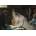 Art Puzzle - Puzzle Leighton: Marriage Sign - 1 000 piese