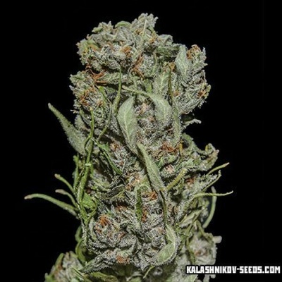Kalashnikov Seeds White Critical Express semienka neobsahujú THC 10 ks